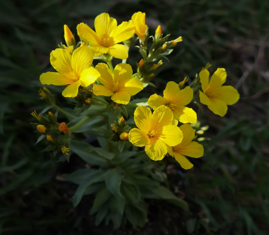 Linum capitatum photo